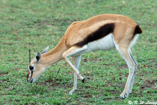 Thompsons Gazelle (DSC_8187)