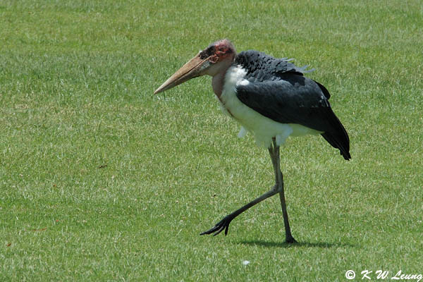 Marabou Stork 01