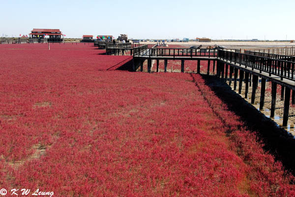 Red Seabeach