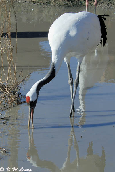 Red-crowned crane DSC_5976