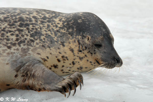 Seal DSC_9330