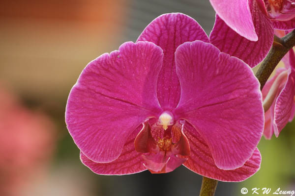 Orchid DSC_3297