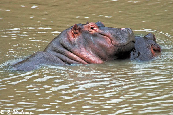 Hippo (DSC_8505)
