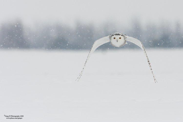 SnowyOwl080203_12_750.jpg