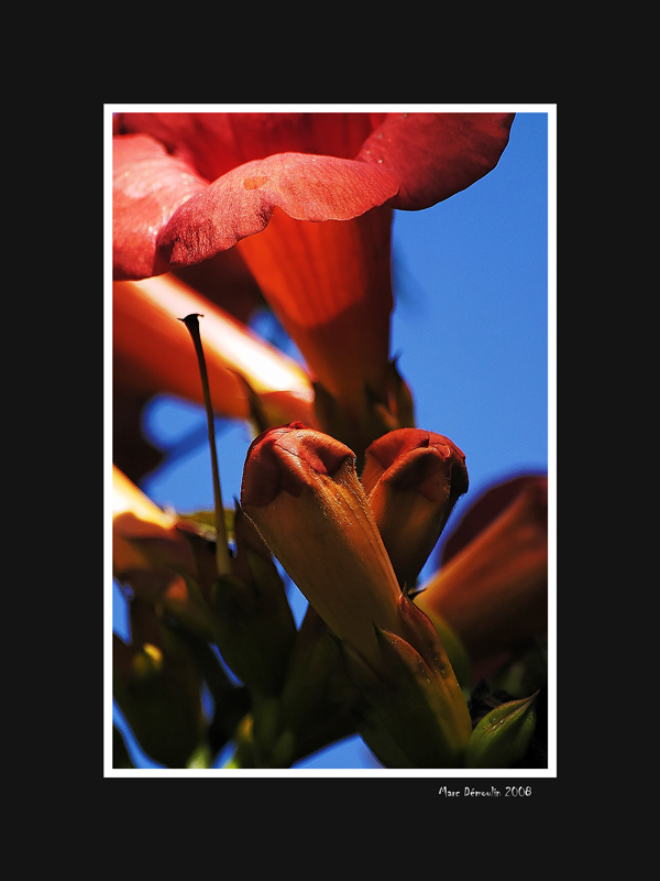 Red flower