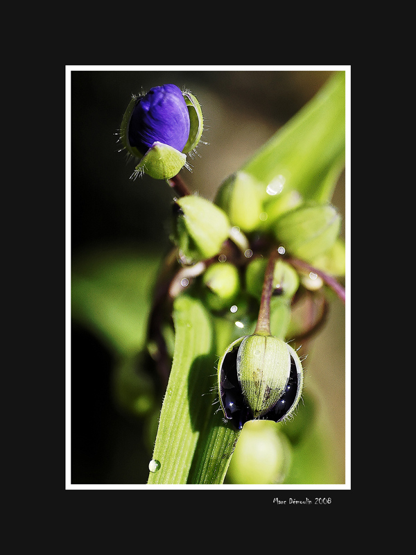 Violet buds in the morning dew