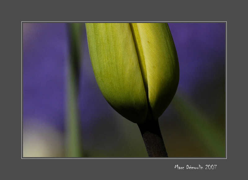 Young tulip
