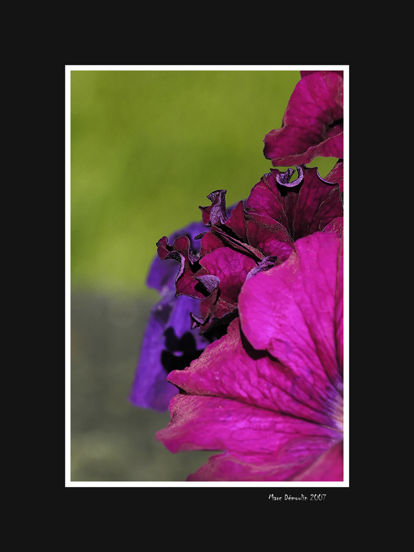 Flowers in a pot