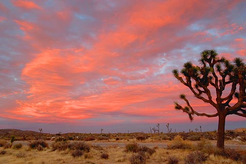 Joshua Tree At Sunset 25233