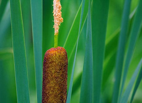 Cattail Closeup 16330