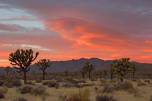 Joshua Tree At Sunset 25224