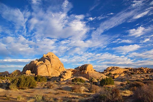 Joshua Tree 25832