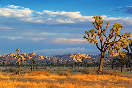 Joshua Tree At Sunrise 25807