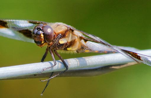 Dragonfly On A Wire 16784