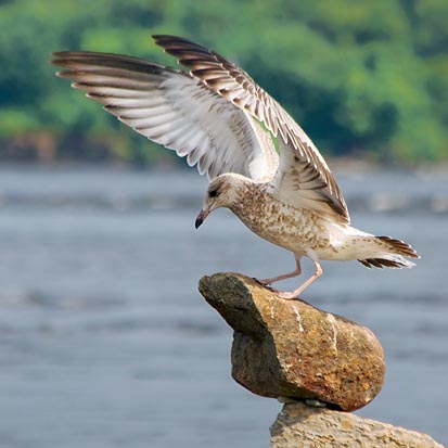 The Gull Has Landed 20080731