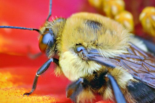 Bumble Bee Closeup 17047