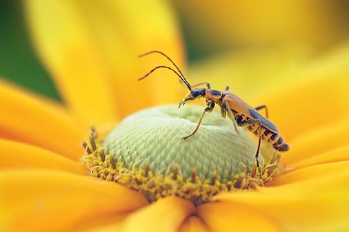 Bug On A Yellow-Orange Flower 20080806