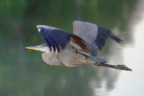 Dawn Heron In Flight 17574