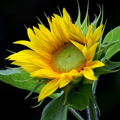 Sunflower 17436