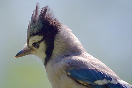 Blue Jay With Raised Crest 18013Bc