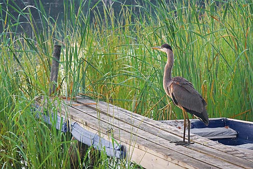 Heron On A Dock 20080823