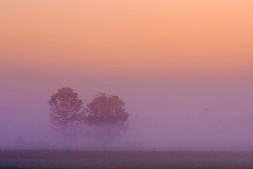 Two Trees In Sunrise Fog 20080925