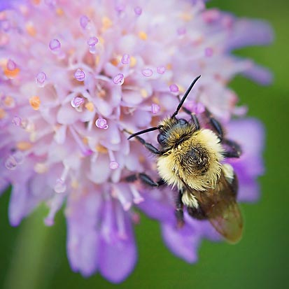 Bumble Bee On A Purple Flower 21041