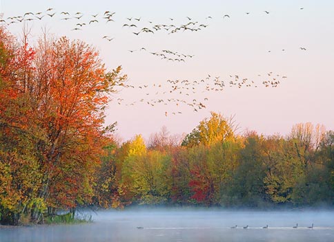 Geese In Flight At Sunrise 20081007