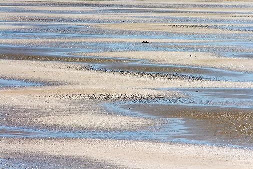 Tidal Flats 37408