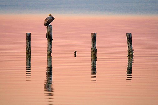 Pelly On A Piling 39491