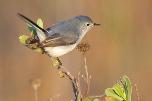 Blue-gray Gnatcatcher 39178