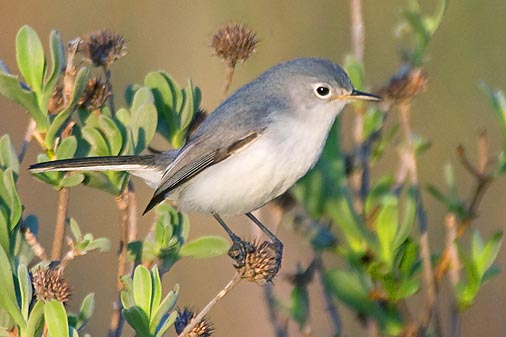 Blue-gray Gnatcatcher 39180