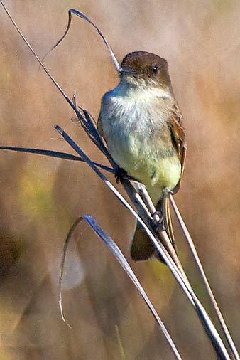 Eastern Phoebe 20090207