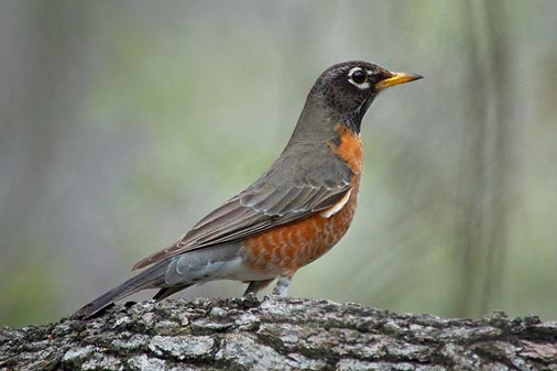 Robin On A Log 41046