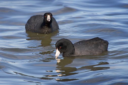 Two Coots 40782