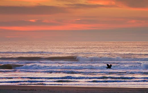 Heron Over The Surf 20090212