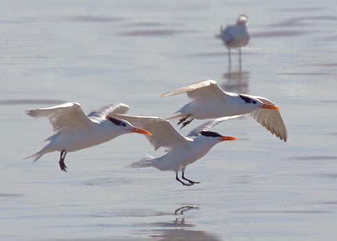 Terns In Flight 41439