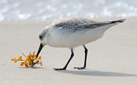 Stopping To Smell The Berries 41919