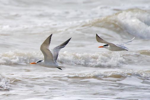 Royal Terns In Flight 41933B