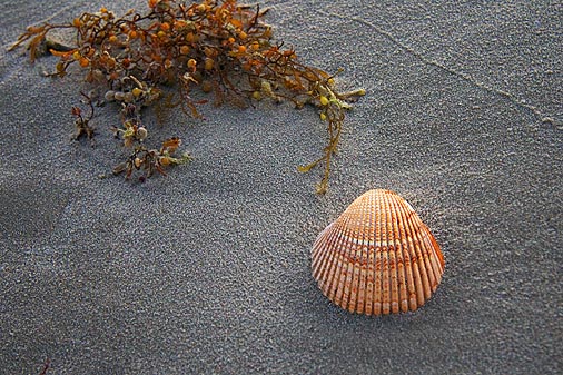 Seashell On The Seashore 42570