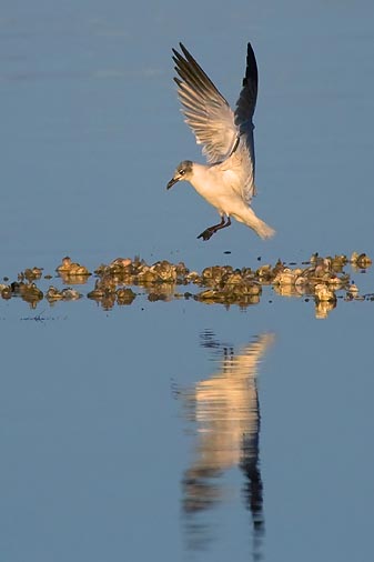 Gull Landing... (39167)