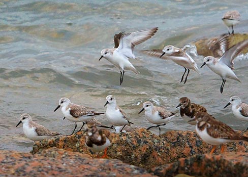 Sanderlings Landing 43085