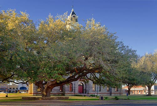 Goliad Hanging Tree 43988