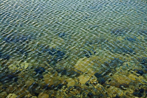 Wind-Rippled Water 44656