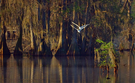 Egret Pair In Flight 20090319