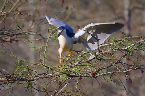 Night Heron Landing 45574