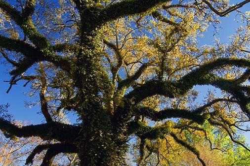 Evangeline Oak Boughs 45389