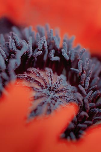 Poppy Interior 00621