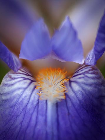 Iris Closeup 00723