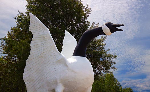 Wawa Goose 01598